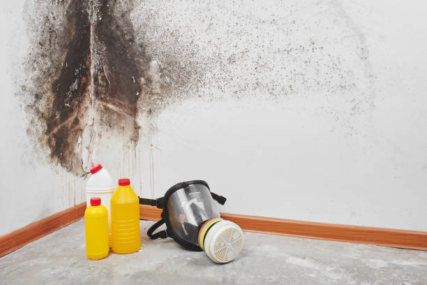 Certified Mold Removal in Rio Pinar, FL