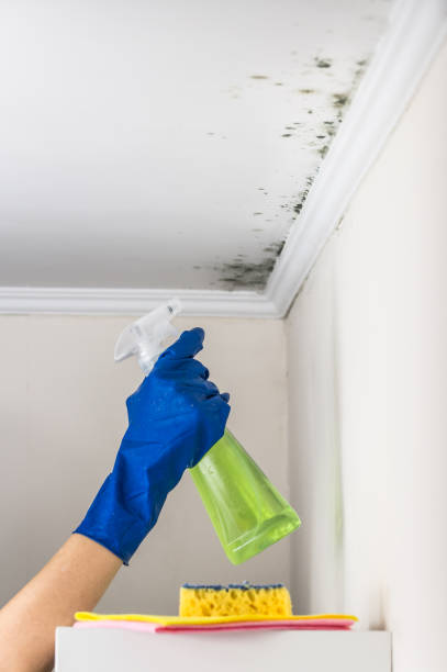 Best Professional Mold Removal  in Rio Pinar, FL